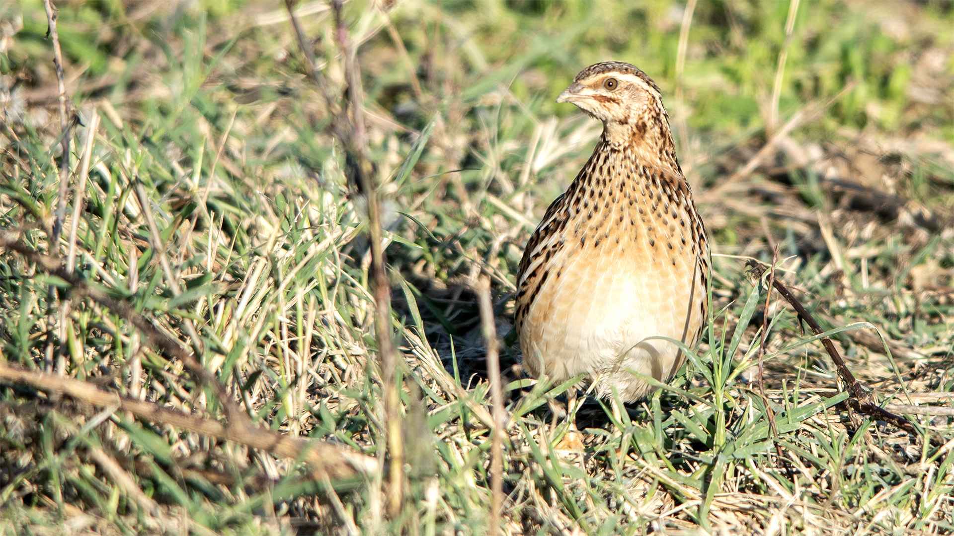 Common Quail